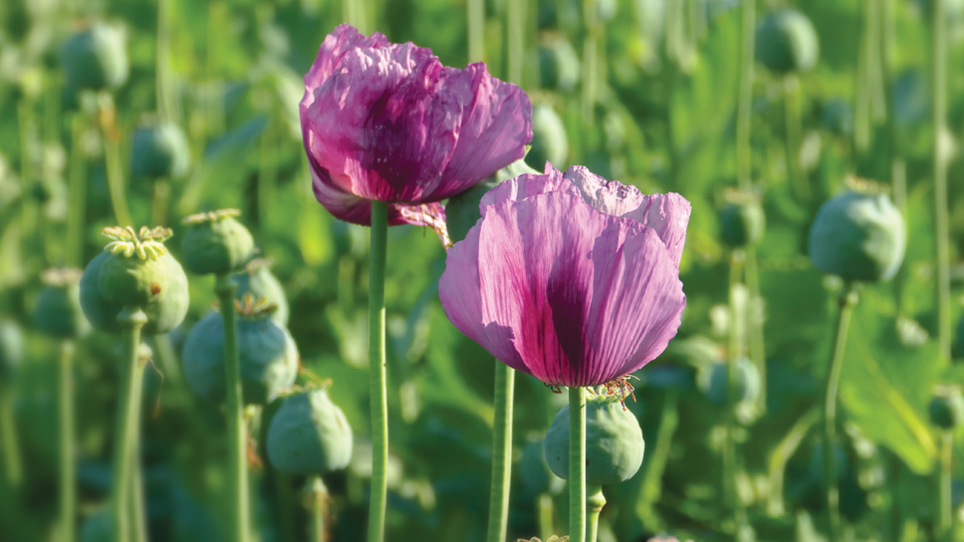 Opium and The Hmong